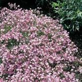 Zwergschleierkraut 'Rosea'