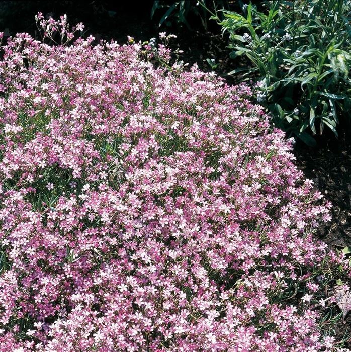 Zwergschleierkraut 'Rosea'