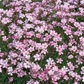 Zwergschleierkraut 'Rosea'