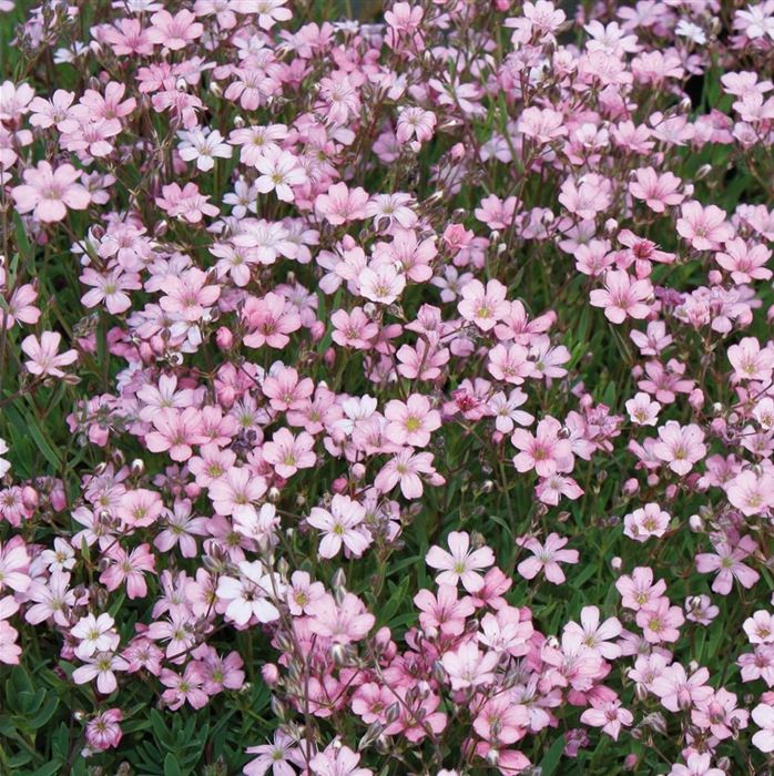 Zwergschleierkraut 'Rosea'
