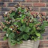 Brombeere 'Coolaris® Patio Black'