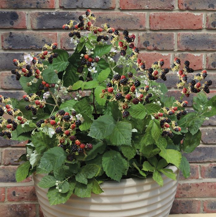 Brombeere 'Coolaris® Patio Black'