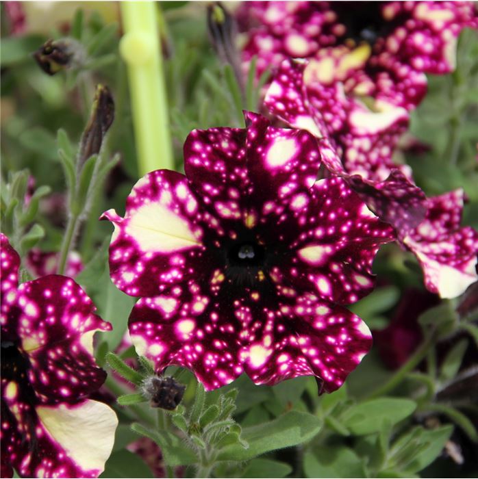 Petunie StarTunia® Magenta