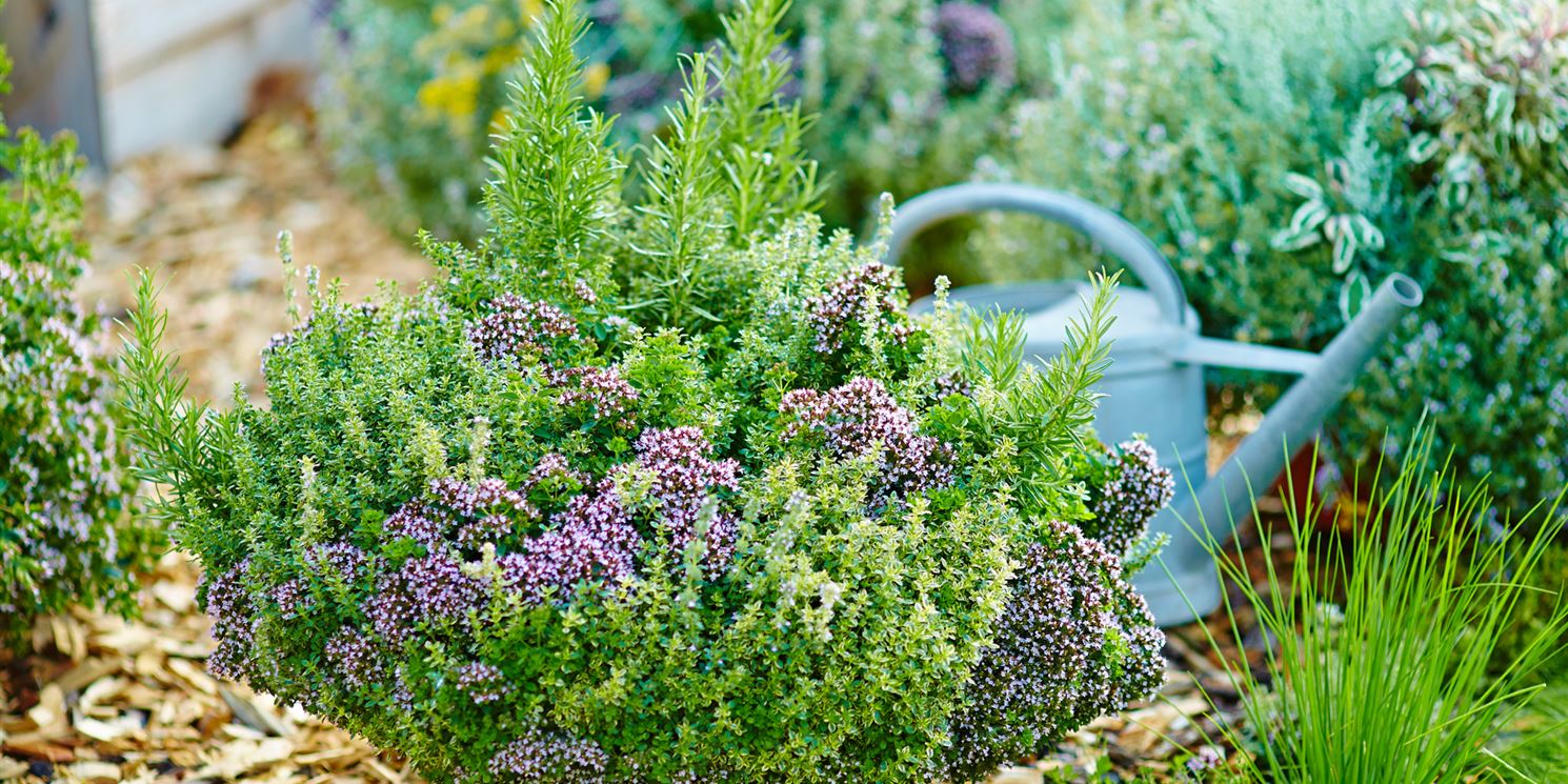 pflanzensets-fuer-den-garten.jpg
