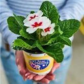 Stern-Primel 'Jupiter® White with Red Eye'