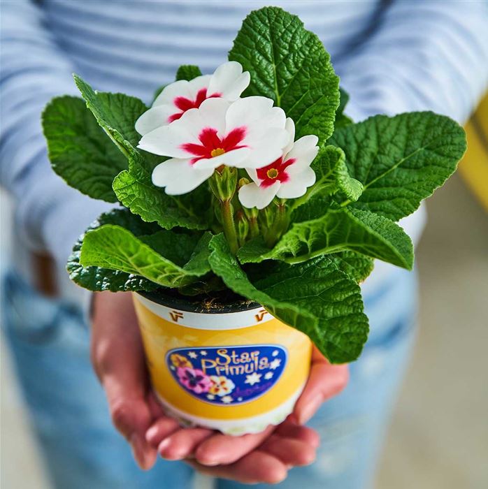 Stern-Primel 'Jupiter® White with Red Eye'