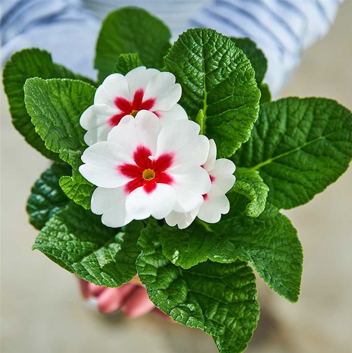 Stern-Primel 'Jupiter® White with Red Eye'