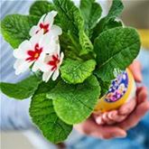 Stern-Primel 'Jupiter® White with Red Eye'