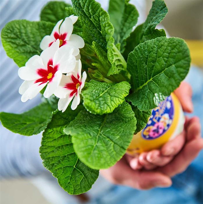 Stern-Primel 'Jupiter® White with Red Eye'