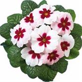 Stern-Primel 'Jupiter® White with Red Eye'