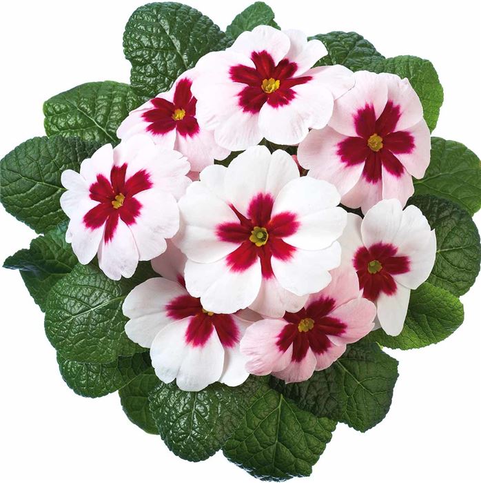 Stern-Primel 'Jupiter® White with Red Eye'