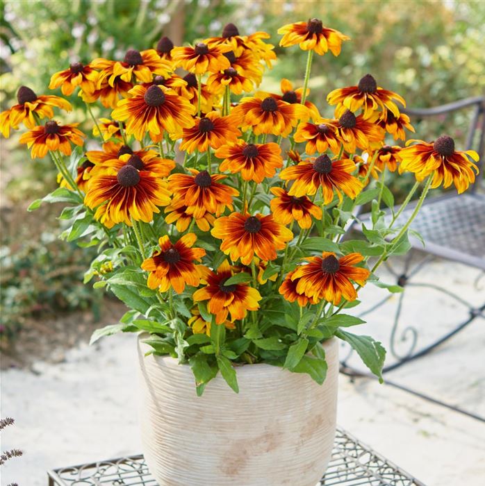 Sonnenhut Summerdaisy's® 'Bronze Bicolor'