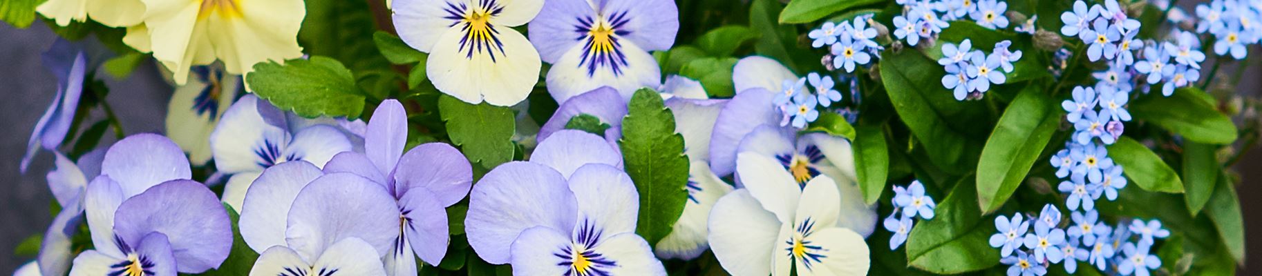 pflanzenset blumen.jpg