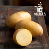 Topf-Kartoffel 'Adessa®'