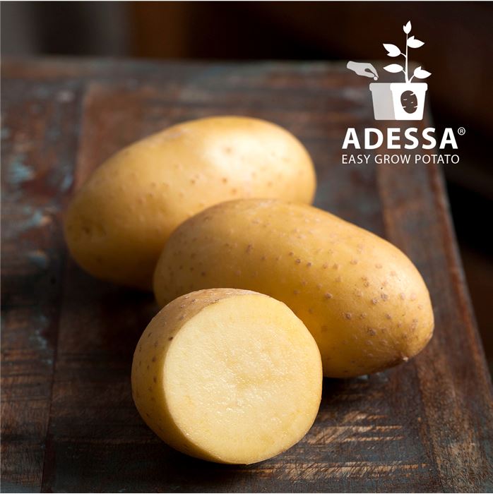 Topf-Kartoffel 'Adessa®'