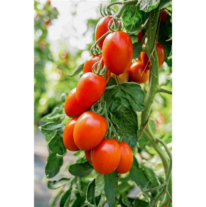 Tomate 'Patia® Red'
