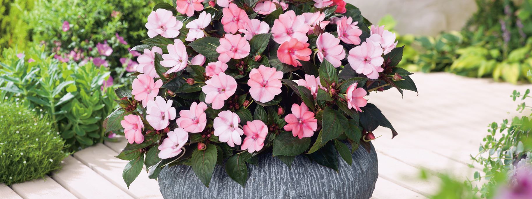 sunpatiens-sonnenlieschen.jpg