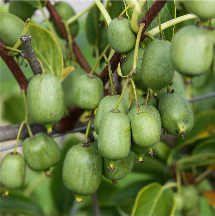 Mini-Kiwi 'Nekita®'