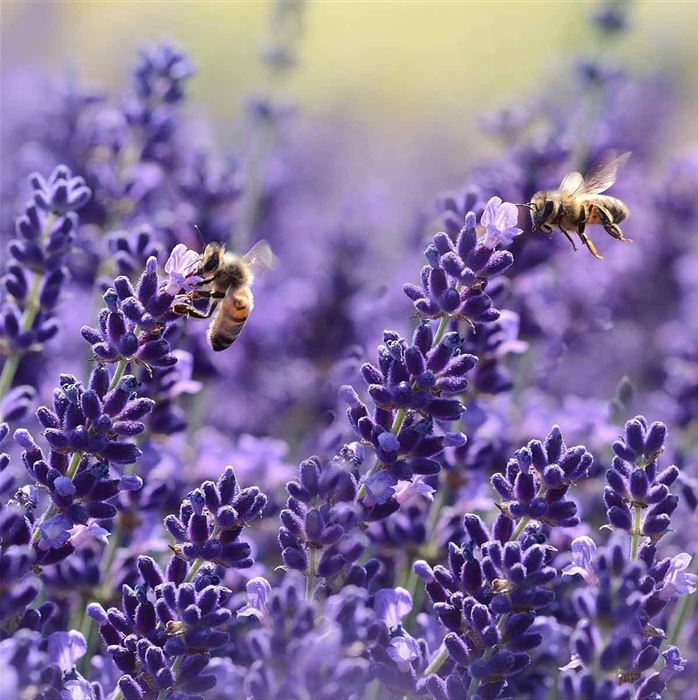 Lavendel 'Hidcote Blue'
