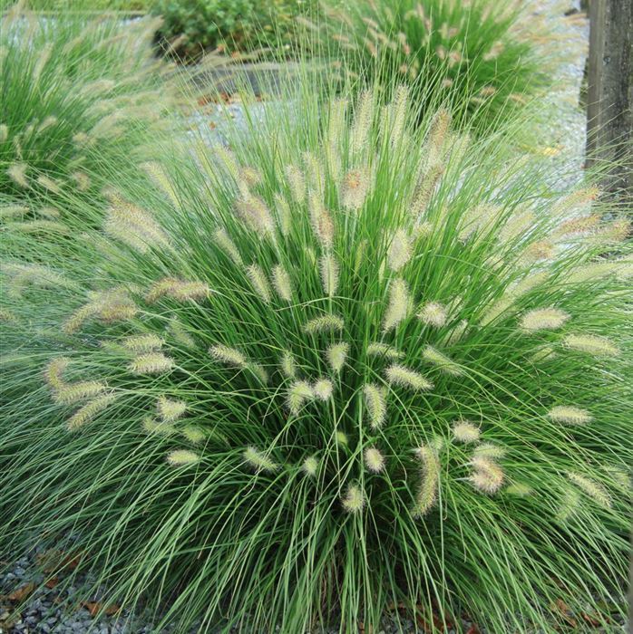 Federborstengras 'Hameln'