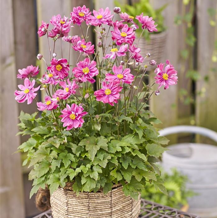 Anemone 'Alando® Double Rose'