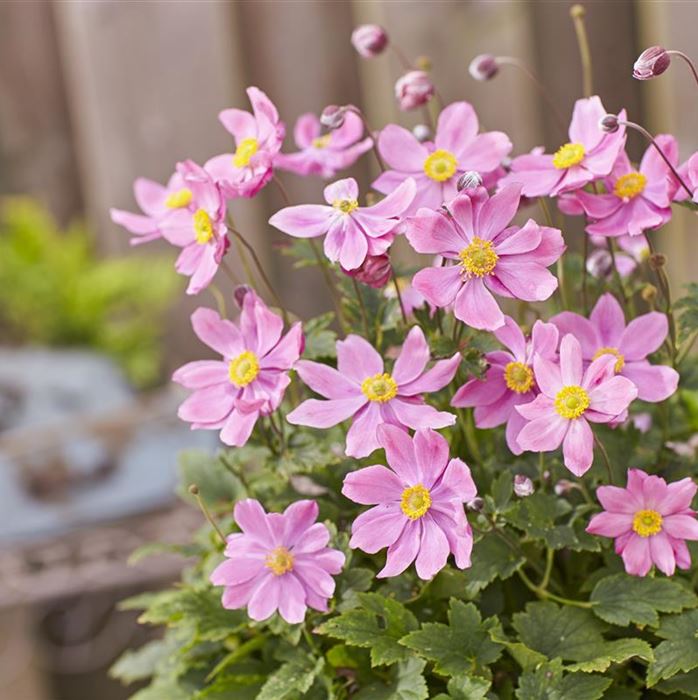 Anemone 'Alando® Pink'