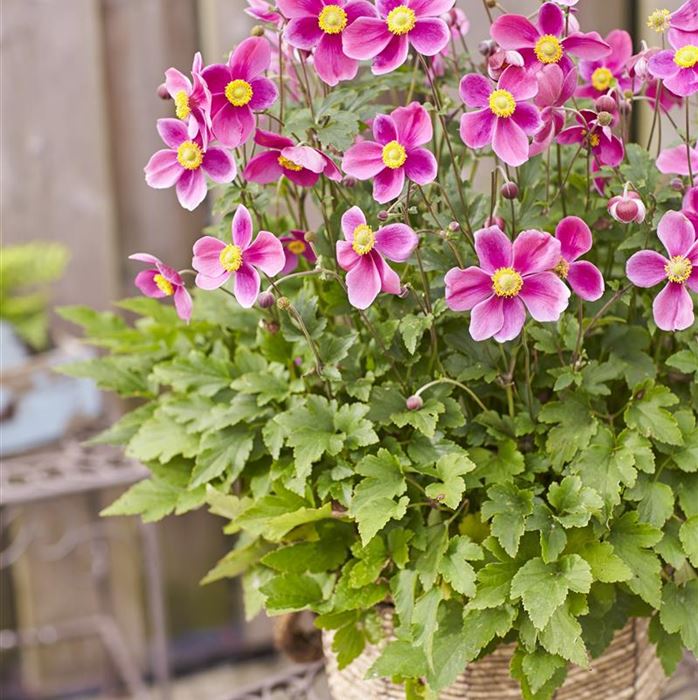 Anemone 'Alando® Rose'