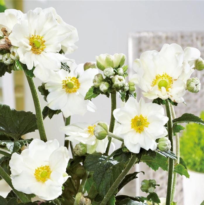 Anemone 'Andrea Atkinson'