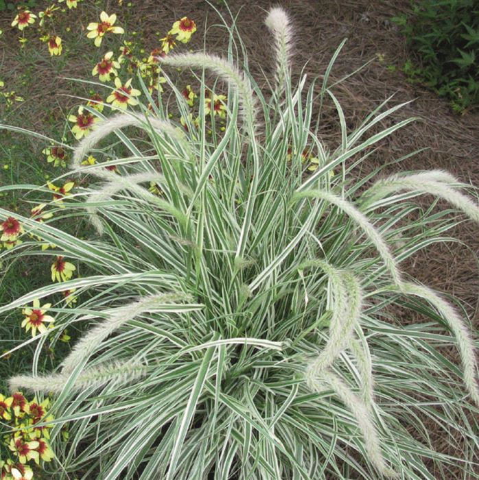 Gestreiftes Lampenputzergras 'Sky Rocket'