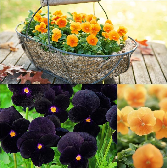 Hornveilchen-Halloween-Twix®-Mix Schwarz-Orange