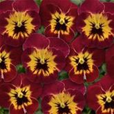 Mini-Winterveilchen Ice Babies® 'Herbstfarben'