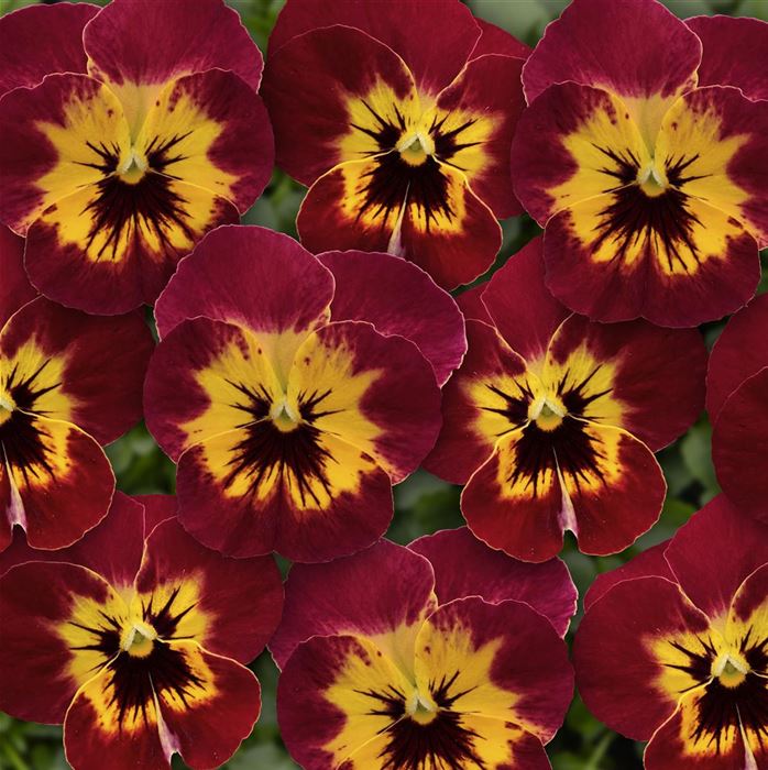 Mini-Winterveilchen Ice Babies® 'Herbstfarben'