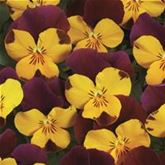 Mini-Winterveilchen Ice Babies® 'Herbstfarben'