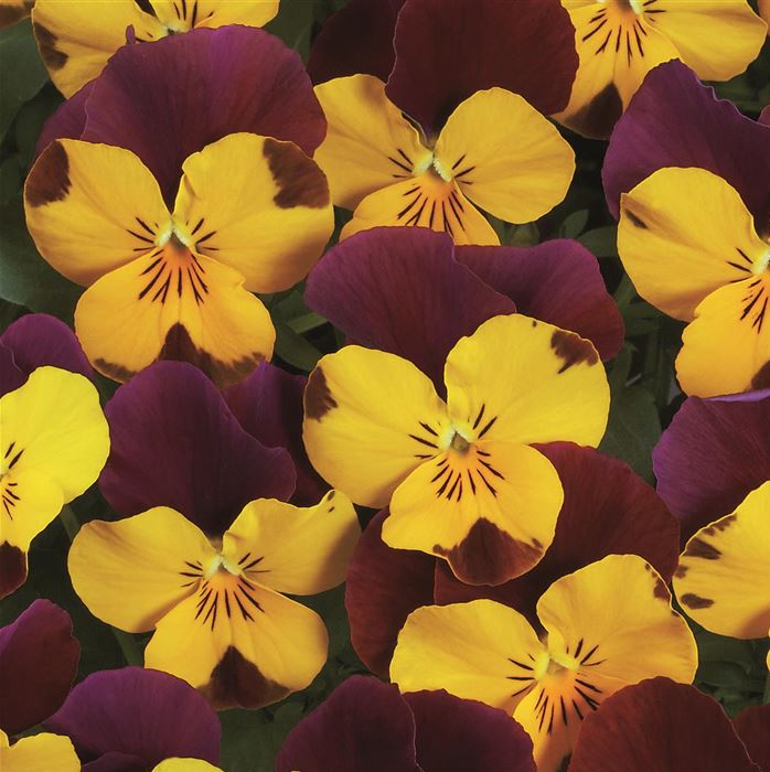 Mini-Winterveilchen Ice Babies® 'Herbstfarben'