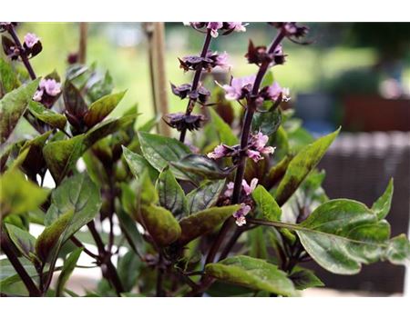 Basilikum als duftende Tischdeko