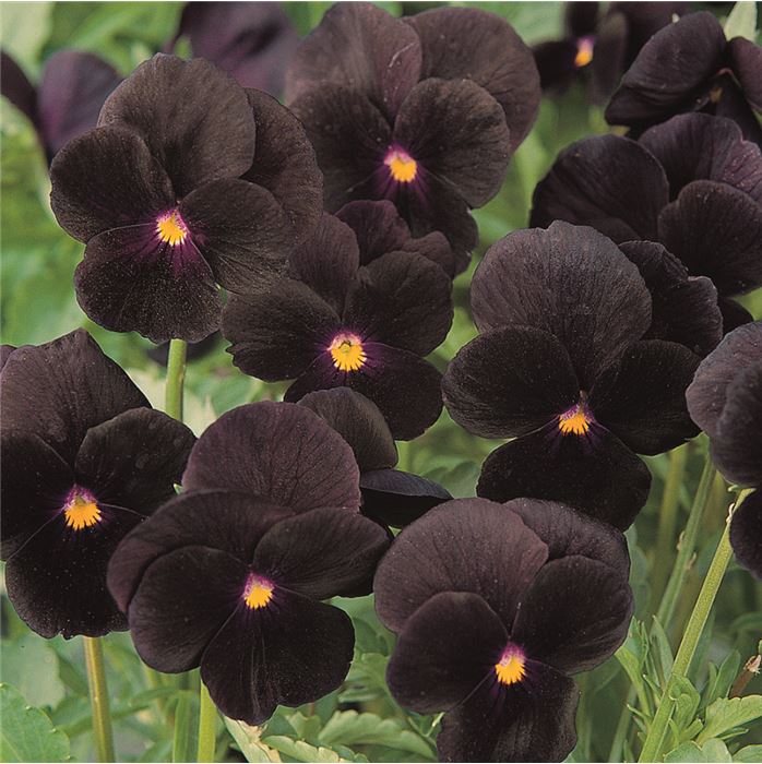 Hornveilchen Twix® 'Black'