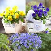 Mini-Winterveilchen Ice Babies® 'Kaiserwetter'