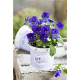 Mini-Winterveilchen Ice Babies® 'Kaiserwetter'