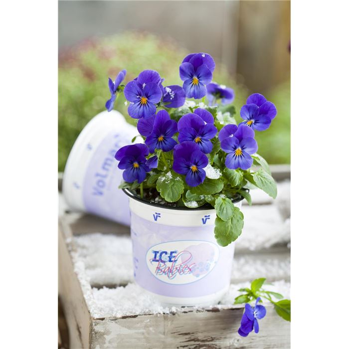 Mini-Winterveilchen Ice Babies® 'Kaiserwetter'