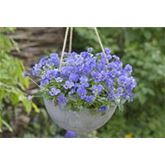 Mini-Winterveilchen Ice Babies® 'Kaiserwetter'