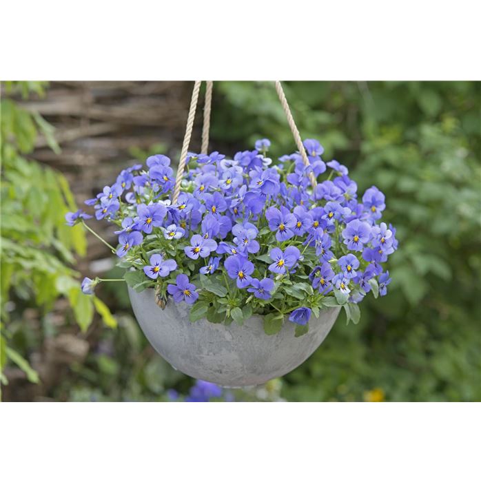 Mini-Winterveilchen Ice Babies® 'Kaiserwetter'