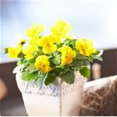 Mini-Winterveilchen Ice Babies® 'Kaiserwetter'