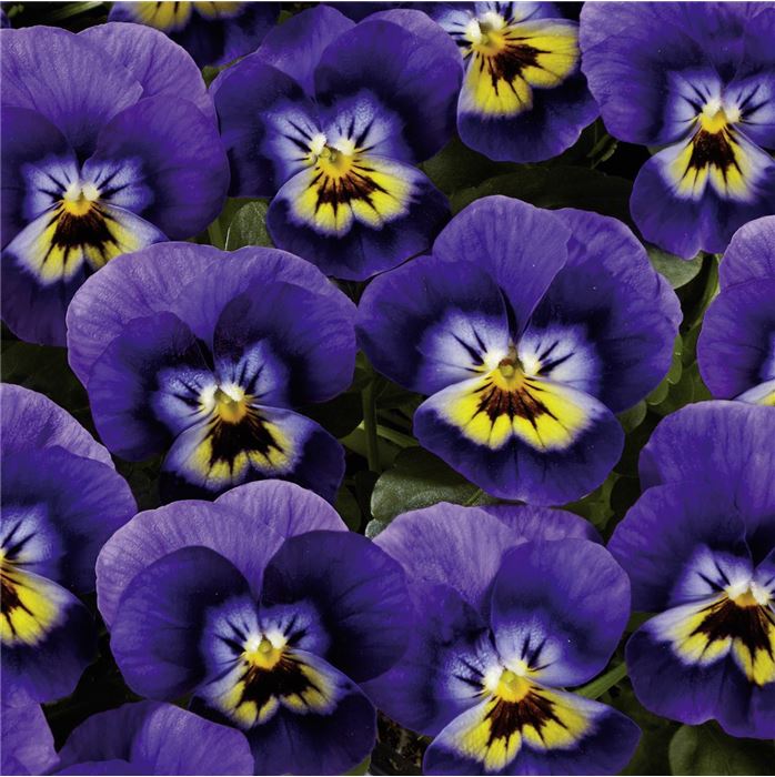 Hornveilchen Twix® 'Blue & Yellow'
