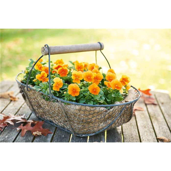 Hornveilchen Twix® 'Orange'