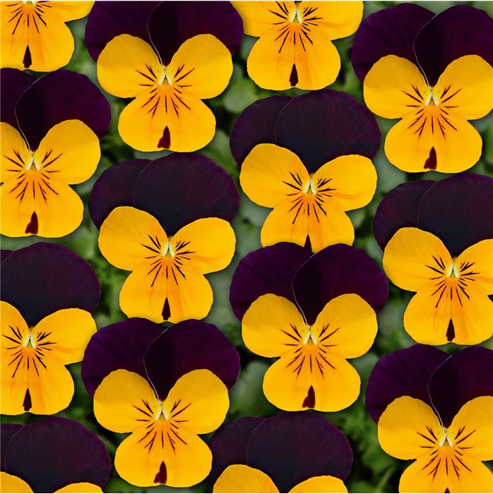 Hornveilchen Twix® 'Orange Purple Wing'