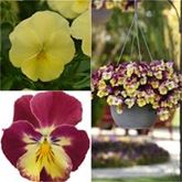 Winterveilchen Ice Teenies® 'Strawberry Sun'