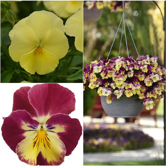 Winterveilchen Ice Teenies® 'Strawberry Sun'