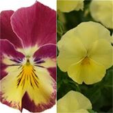 Winterveilchen Ice Teenies® 'Strawberry Sun'