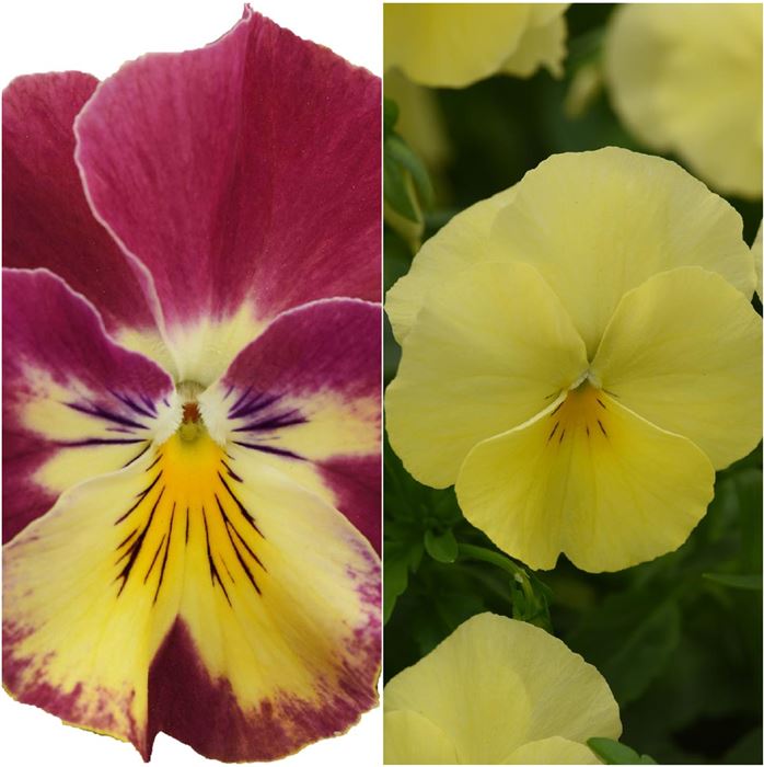 Winterveilchen Ice Teenies® 'Strawberry Sun'