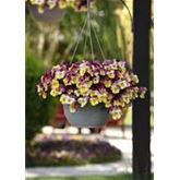 Winterveilchen Ice Teenies® 'Strawberry Sun'